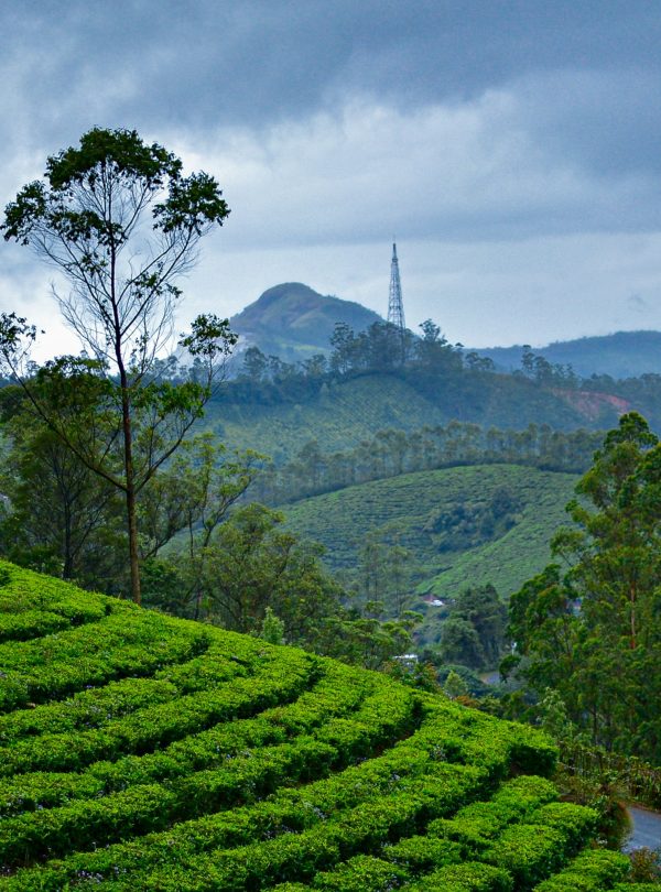 Kerala Tour Package Kerala Tour Package - Munnar 1