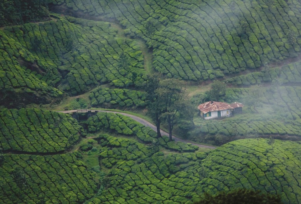 Kerala Tour Package - Munnar