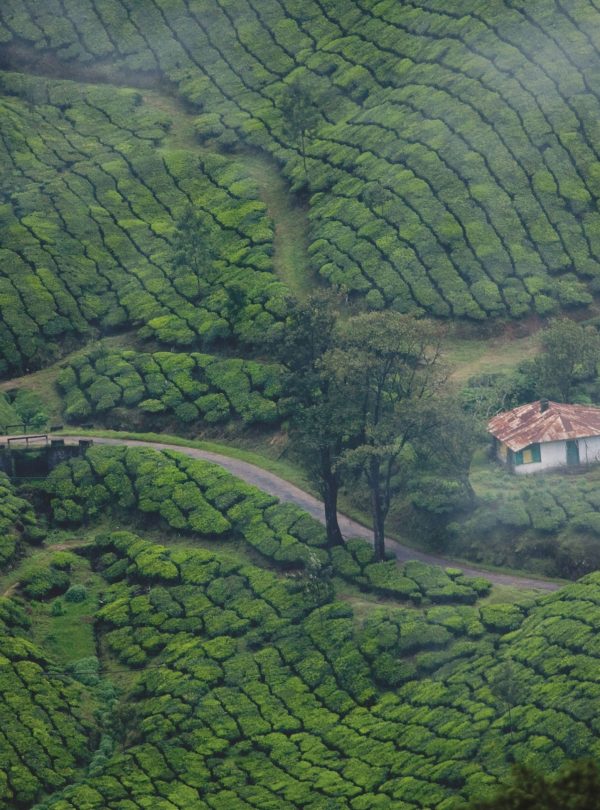 Kerala Tour Package - Munnar