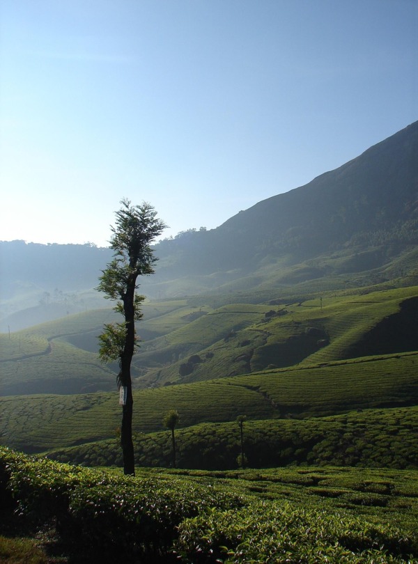 edwardpye-munnar-1648487_1920 (1)